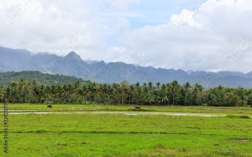 View of Coconut Trees and Mountains in Baybay City, Leyte, Philippines
