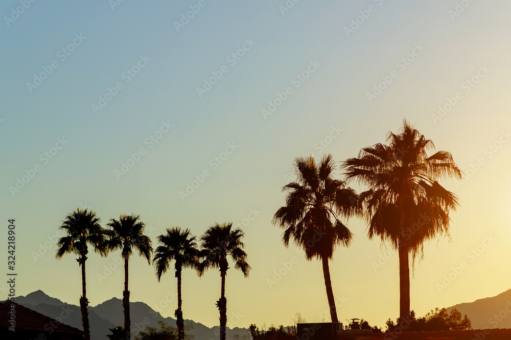 Obraz premium A mountains and palm trees in silhouette in the distance Arizona beautiful sunset