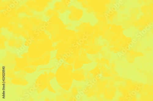 Blooming bougainvillea flowers background. Vivid yellow gradient background with flower pattern