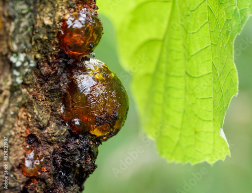 Schilderij op canvas Solid tree sap on trunk