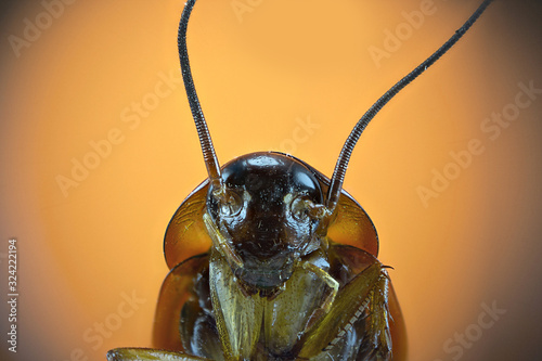 Cucaracha con fondo naranja en una fotografía macro photo