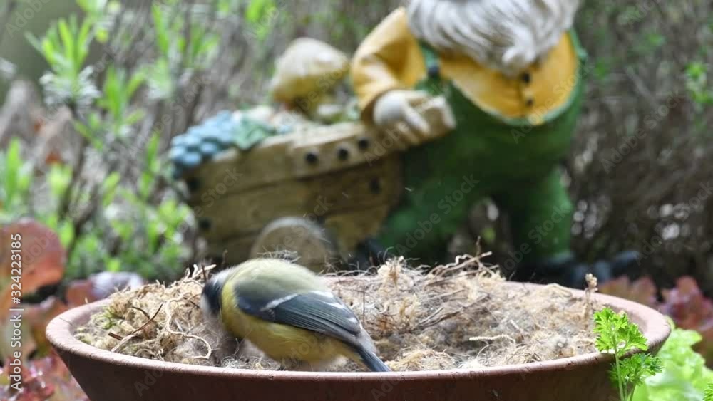 Blue tit (Cyanistes caeruleus) bird collecting dry moss, animal hair and twigs in tray as nest building material for nesting garden birds in spring