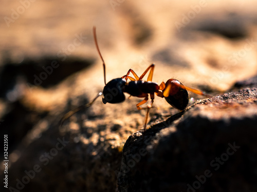 Closeup of an ant © Thanh