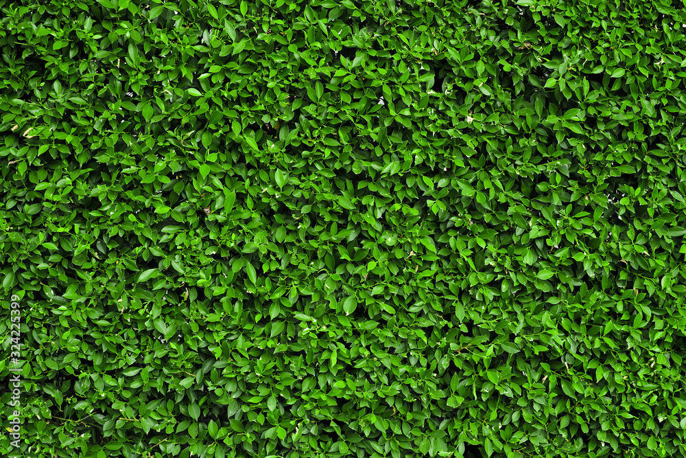 Beautiful fresh green leaves texture Beautiful fresh green leaves texture