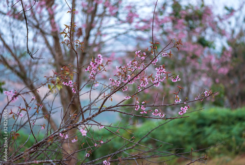 pink flower closeup background
