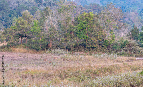 deer in Phu Khieo Wildlife Sanctuary