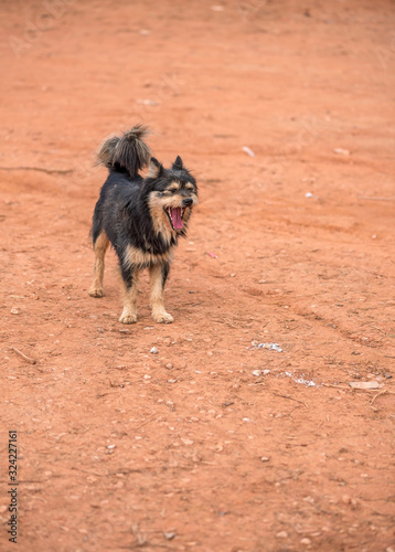 Yawning dog portrait. Concept