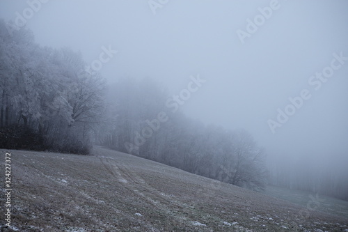 Verschneiter Wald im Nebel Buchen Feld Raureif © Ziska