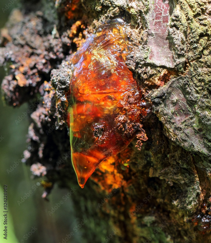 Fototapeta premium Solid tree sap on trunk macro nature detail