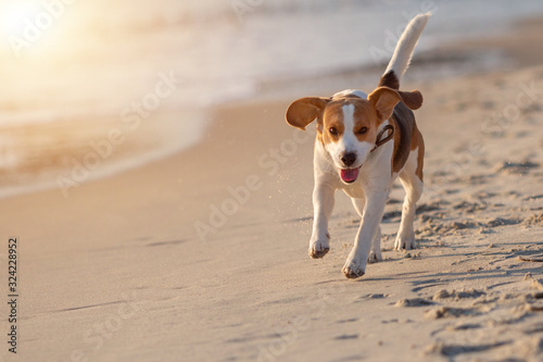 Seaside Sprint: Beagle's Morning Run on the Shore