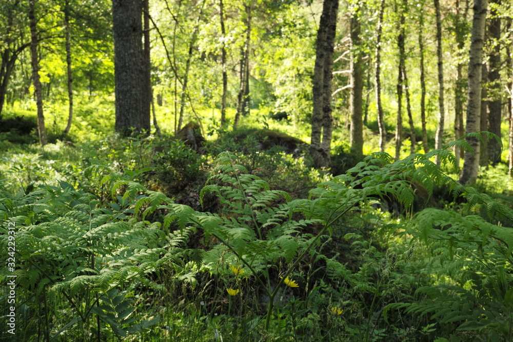 Sommerwald in Norwegen skandinavien, sonnenstrahlen fallen durch einen Birkanwald Sommerwald in Norwegen skandinavien, sonnenstrahlen fallen durch einen Birkanwald