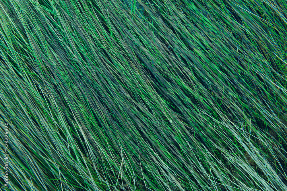 Green Grass pattern background The grass by the sea Green Grass pattern background The grass by the sea