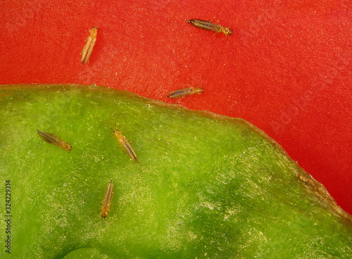 Western flower thrips, Frankliniella occidentali, (Thysanoptera) on the surface of red sweet bell pepper, Capsicum annuum  photo
