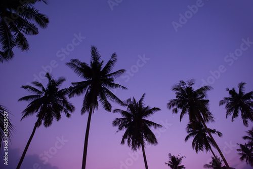Beautiful Coconut palm tree with sunset purple sky Summer background concept © OHishi_Foto