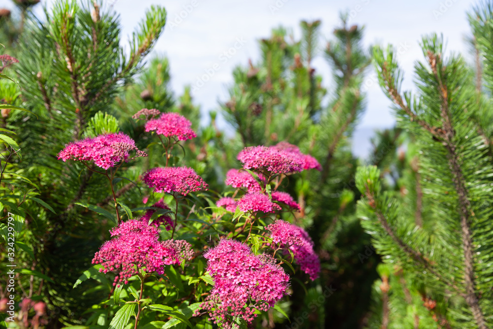 Blooming Japanese spiraea in the summer garden Blooming Japanese spiraea in the summer garden