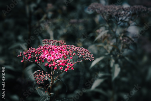 Blooming Japanese spiraea in the summer garden photo