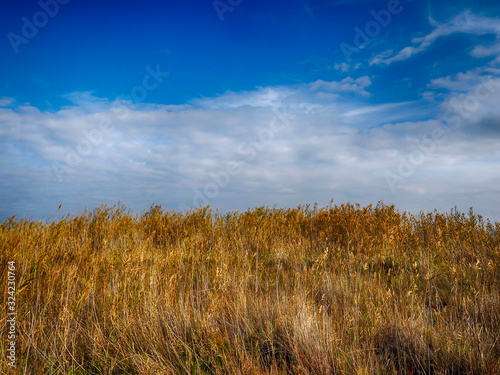 Vista de un trigal con cielo azul