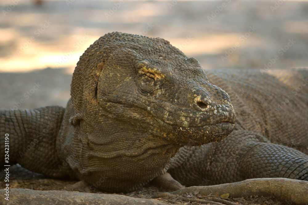 Closeup of a komodo dragon in Komodo National Park Closeup of a komodo dragon in Komodo National Park