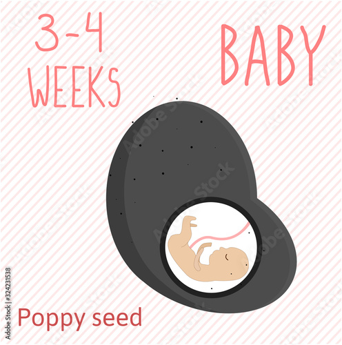 Poppy seed. pregnancy development, size of embryo for 3-4 weeks. compare with fruits.