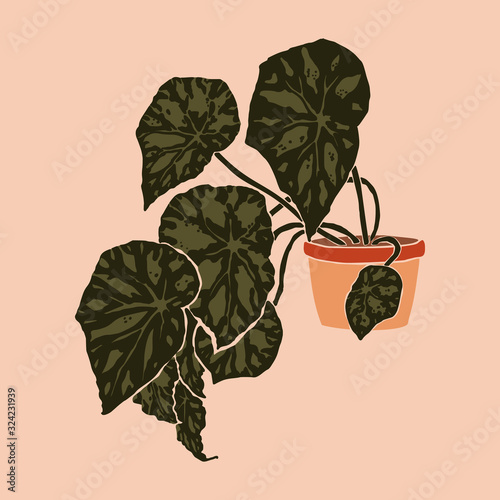 Pot with begonia bowerae plant in a minimalist trendy style. Silhouette of a plant . Vector illustration photo