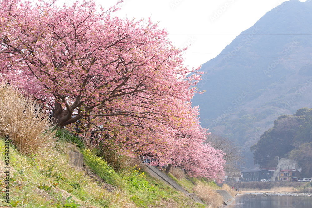 河津桜の風景