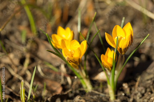Fototapeta Naklejka Na Ścianę i Meble -  Yellow crocuses in the spring sunshine, shallow depth of field