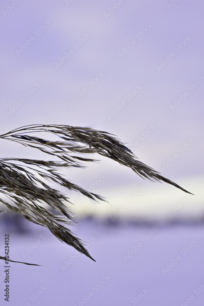 Fototapeta premium spikelet at sunset