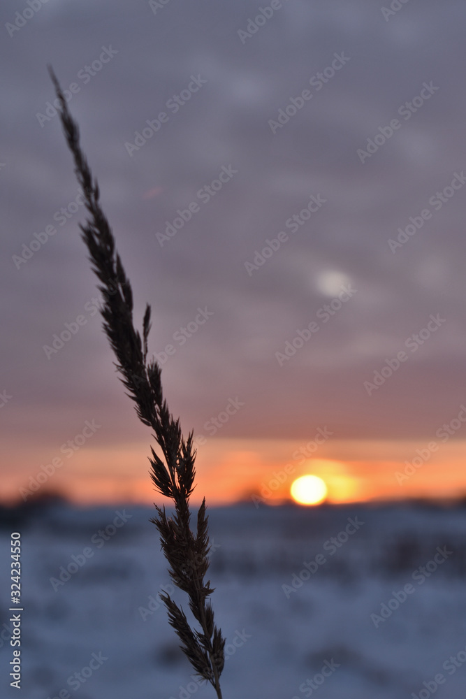 spikelet at sunset