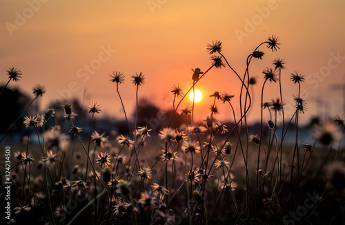  Field of grass flowers that have a backdrop of sunset.