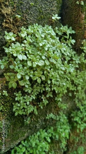 Fototapeta Naklejka Na Ścianę i Meble -  image of natural green weeds in the morning