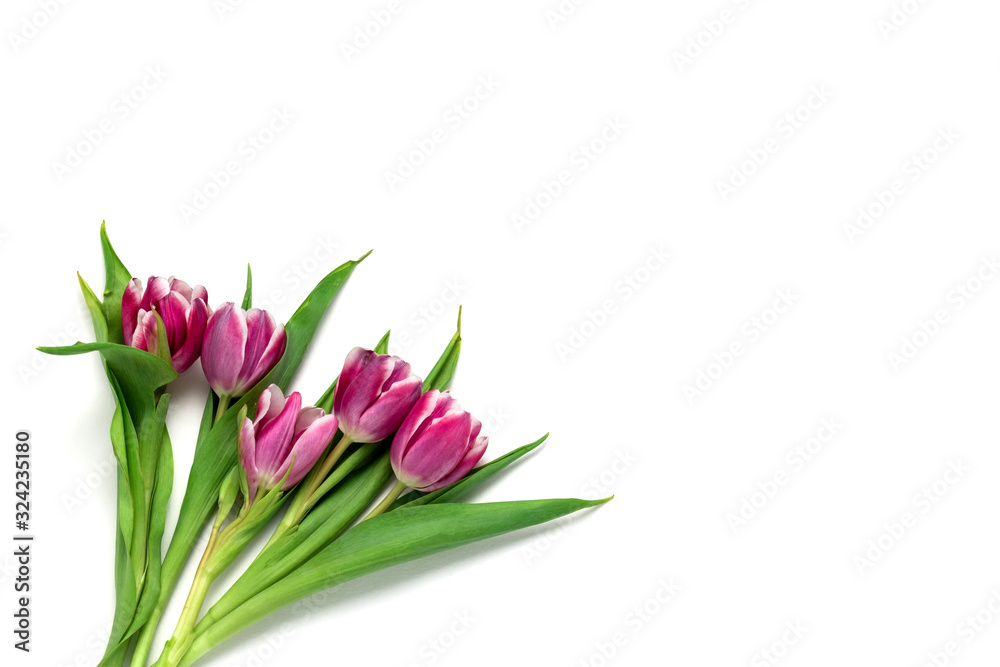 top view pink tulips bouquet on a white background with copy space