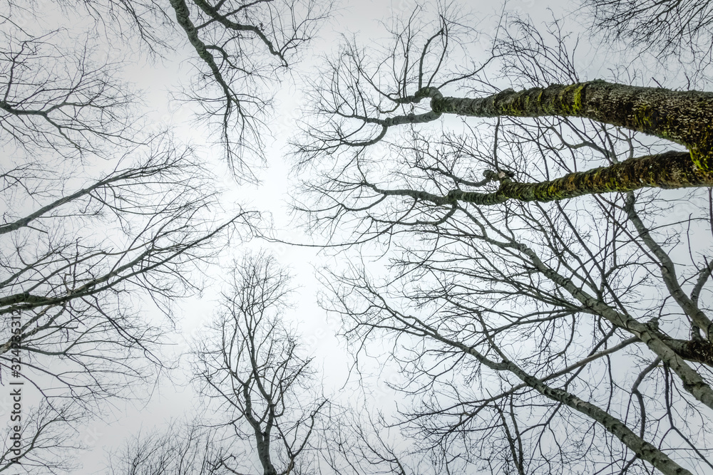 Bare tree branches against a gray-white sky, view from below Bare tree branches against a gray-white sky, view from below