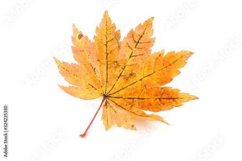 Beautiful autumn maple leaf isolated on white