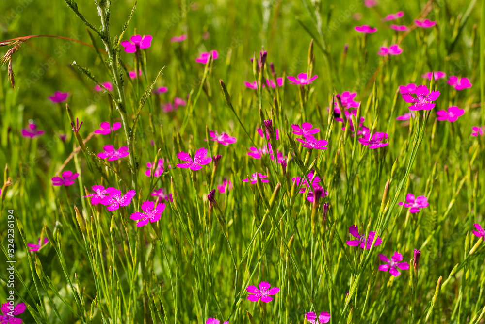A lot of Maiden Pink blossoms on a meadow, Dianthus deltoides, macro, colorful, purple blossoms on a meadow A lot of Maiden Pink blossoms on a meadow, Dianthus deltoides, macro, colorful, purple blossoms on a meadow