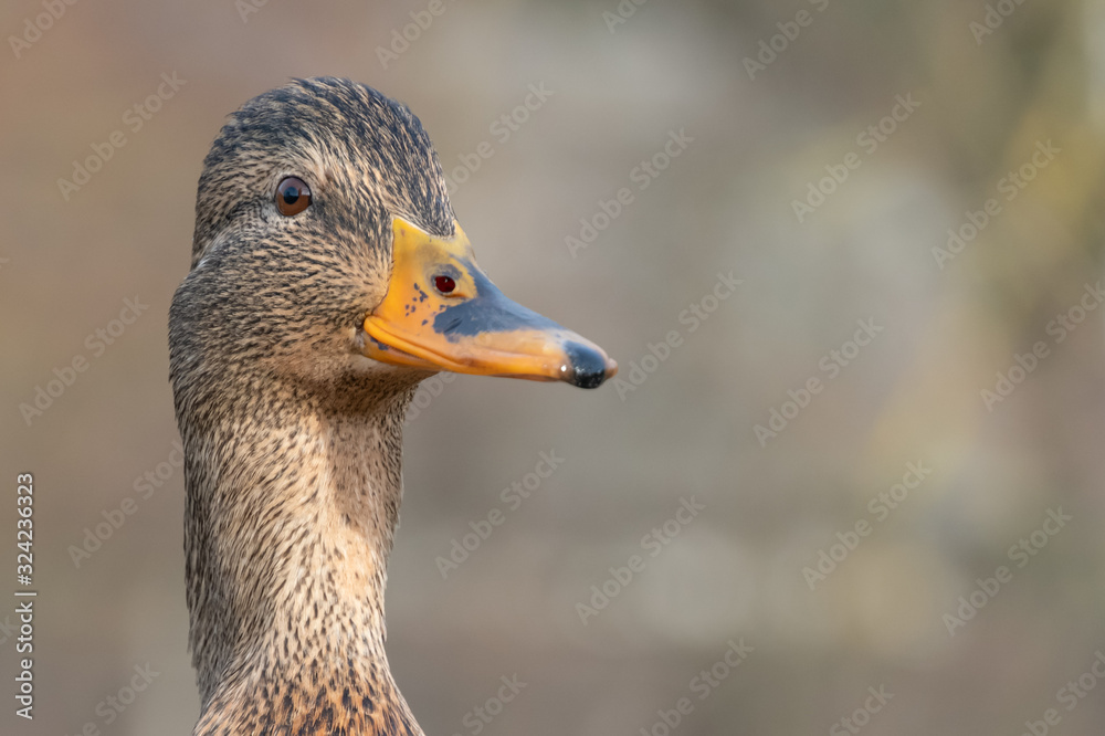 Beautiful wild grey duck close up with copy space Beautiful wild grey duck close up with copy space