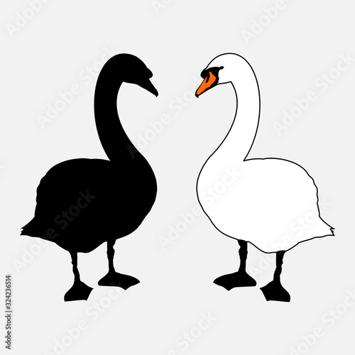 Adult Mute Swan silhouette in black  and outline version in white  mirrored  side by side - drawing after real swan.