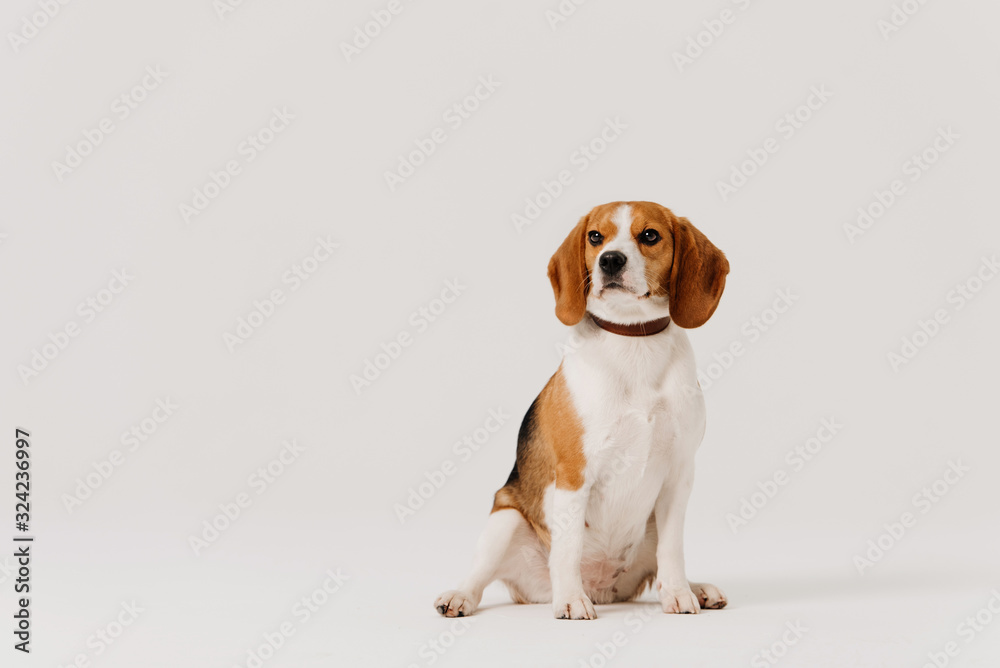 beagle dog in a collar posing on white background