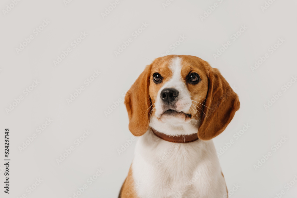 beagle dog close up portrait on white background beagle dog close up portrait on white background