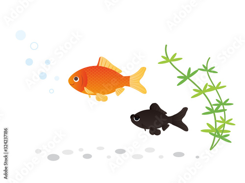 金魚 水生生物
