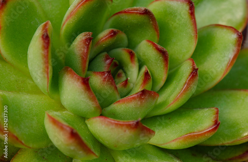 Close up of Echeveria agavoides x pulidonis , red margin green succulent plant background