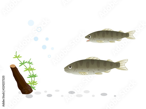 ヤマメ 水生生物