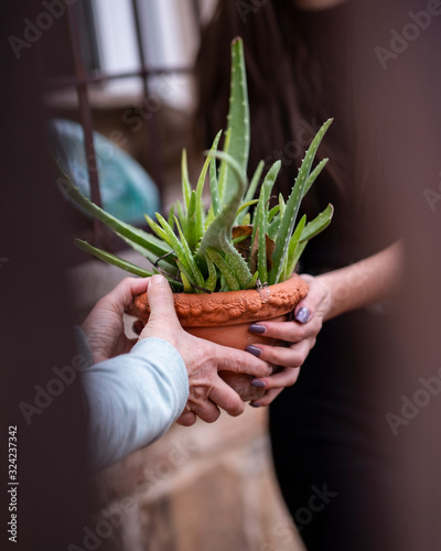 entregando una planta como simbolo de medio ambiente photo