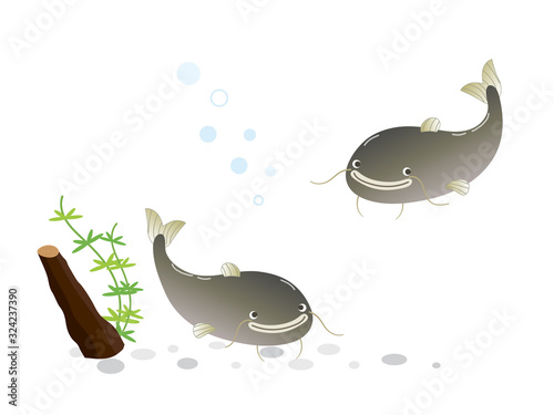 ナマズ 水生生物