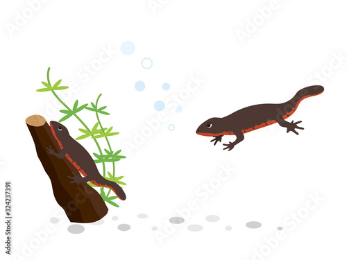 イモリ  水生生物