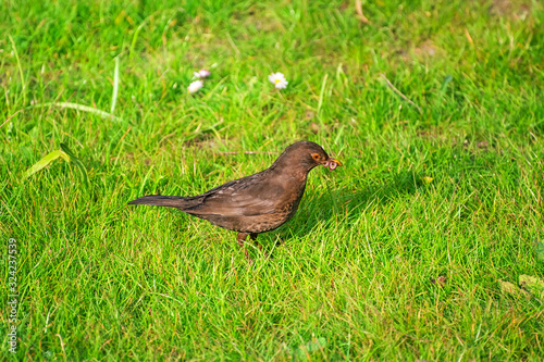 Common blackbird on the grass