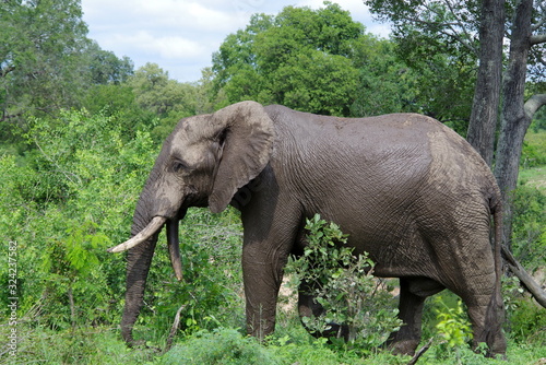 Elephant in the bush