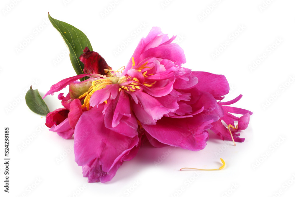 Old peony flower isolated on white Old peony flower isolated on white