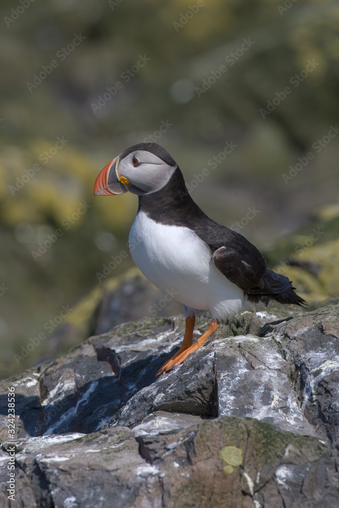 Atlantic puffin (Fratercula arctica) Atlantic puffin (Fratercula arctica)