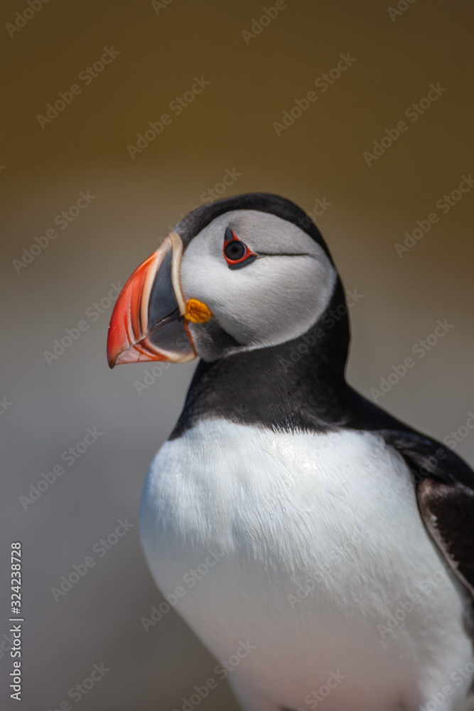 Naklejka premium Atlantic puffin (Fratercula arctica)