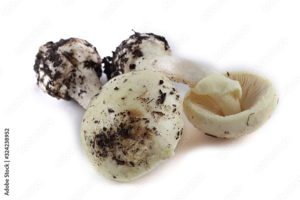 Amanita verna (destroying angel, mushroom fool, fool's mushroom). Deadly poisonous mushroom